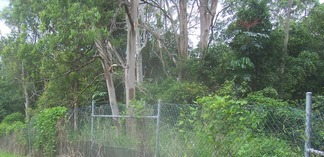 Closer shot of the thick jungle over the fence to the left of the sign shown at the end of Swallow Street in the first photo