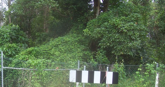 Closer shot of the thick jungle over the sign and fence shown at the end of Swallow Street in the first photo.