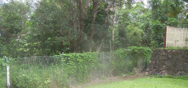Closer shot of the thick jungle over the fence to the right of the sign shown at the end of Swallow Street in the first photo